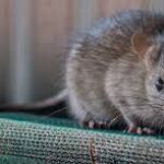 how to get rid of mice in walls