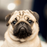 Pug Life Span