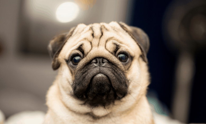 Pug Life Span
