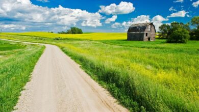 The Country