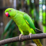 Green Parrot