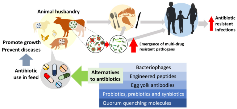 Unveiling the Diversity: A Comprehensive Guide to Antibiotic Categories